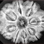 8 Mukhi Rudraksha 28mm 6.94gm - Xray
