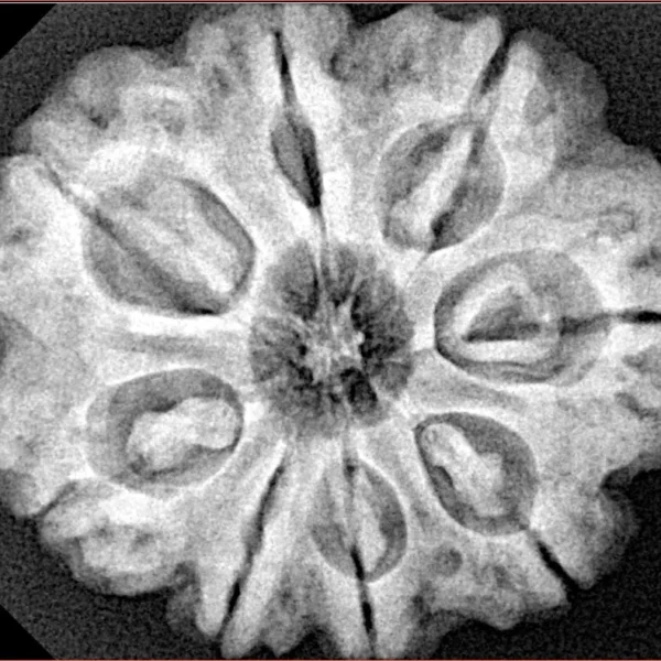 8 Mukhi Rudraksha 28mm 6.94gm - Xray
