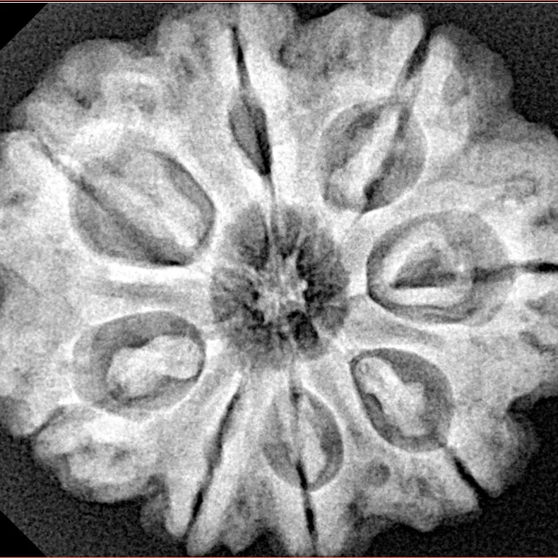 8 Mukhi Rudraksha 28mm 6.94gm - Xray