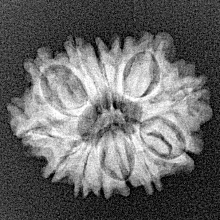 13 Mukhi Rudraksha 21.2mm 2.3gm - Xray