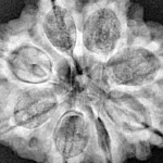 8 Mukhi Rudraksha 28.7mm 6.89gm - Xray