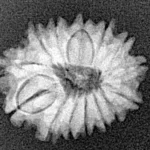 14 Mukhi Rudraksha 18.6mm 1.62gm - Xray