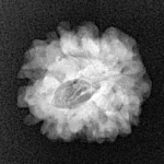 1 Mukhi Rudraksha 18.6mm 2.3gm - Xray
