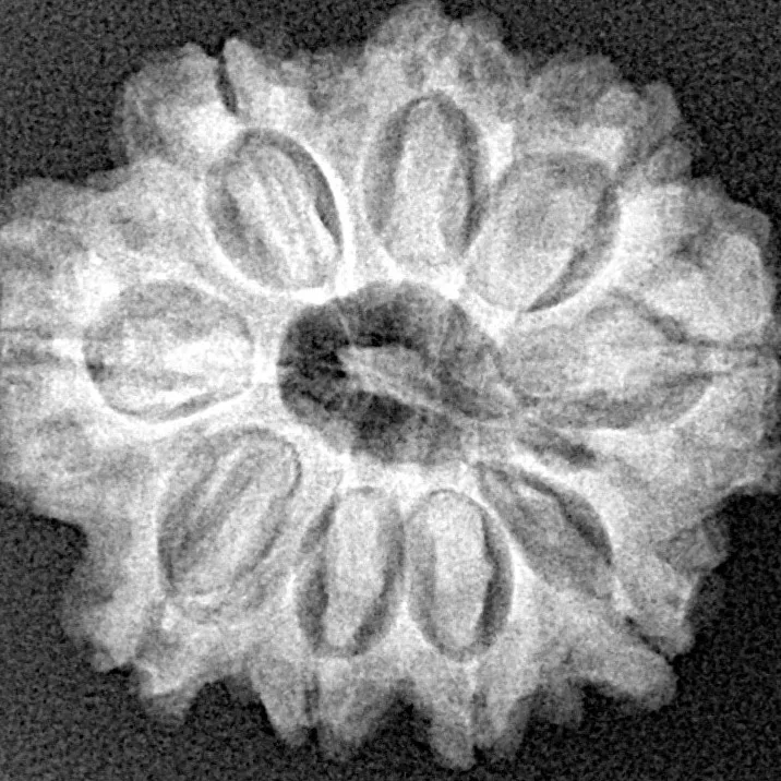 9 Mukhi Rudraksha 24mm 4.07gm - Xray