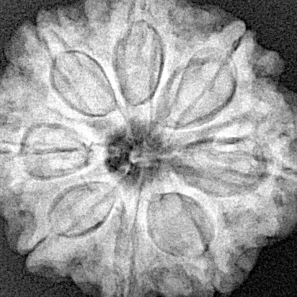 8 Mukhi Rudraksha 26mm 5.72gm - Xray