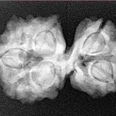 7 MK Gaurishankar 27.9mm 4gm - Xray