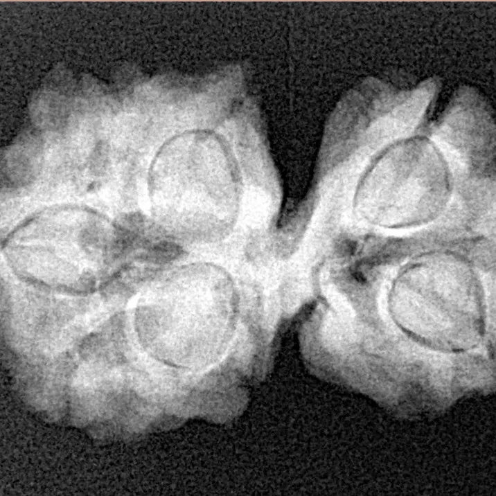 7 MK Gaurishankar 27.9mm 4gm - Xray