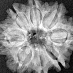 8 Mukhi Rudraksha 24.5mm 4.31gm - Xray