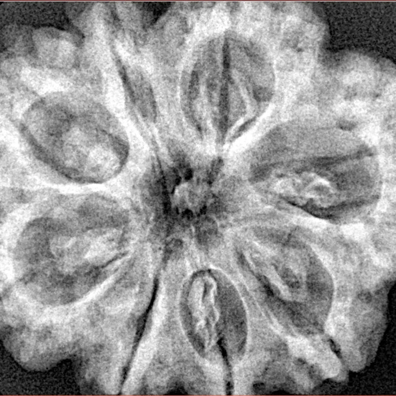 8 Mukhi Rudraksha 32.3mm 7.5gm - Xray