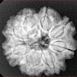 8 Mukhi Rudraksha 24.6mm 5.14gm - Xray