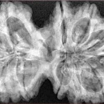 12 MK Gaurishankar 39.7mm 8.1gm - Xray