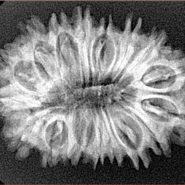 18 Mukhi Rudraksha 30mm 4.22gm - Xray