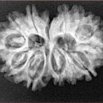 13 MK Gaurishankar 29.5mm 4.14gm - Xray