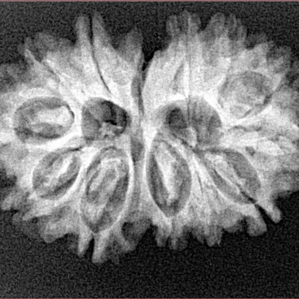 13 MK Gaurishankar 29.5mm 4.14gm - Xray