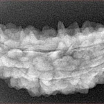 1 Mukhi Rudraksha 38.2mm 4.27gm - Xray