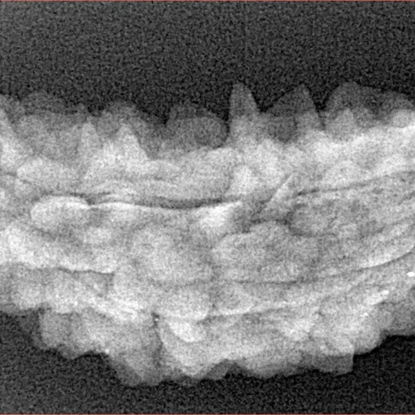 1 Mukhi Rudraksha 38.2mm 4.27gm - Xray