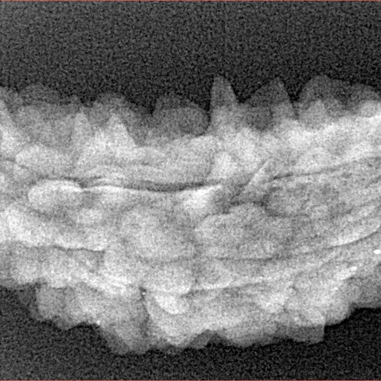 1 Mukhi Rudraksha 38.2mm 4.27gm - Xray