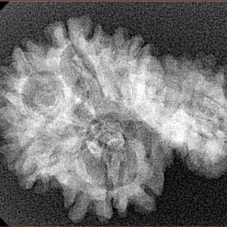 Sawar/Ganesh ( 5+1 ) 30.7mm 3.52gm - Xray