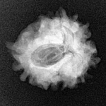 1 Mukhi Rudraksha 21.6mm 2.88gm - Xray