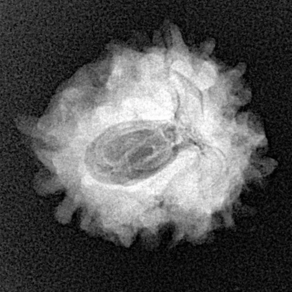 1 Mukhi Rudraksha 21.6mm 2.88gm - Xray