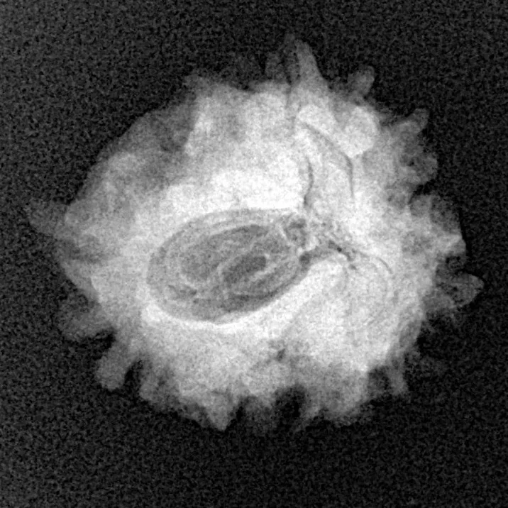 1 Mukhi Rudraksha 21.6mm 2.88gm - Xray
