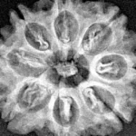 8 Mukhi Rudraksha 24.1mm 3.59gm - Xray