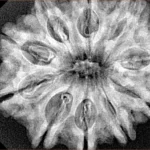 10 Mukhi Rudraksha 31.1mm 6.2gm - Xray