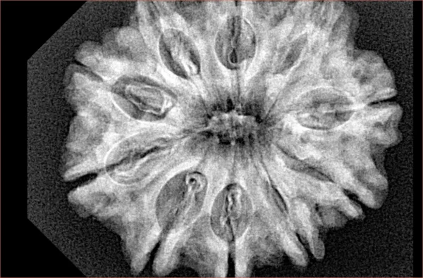 10 Mukhi Rudraksha 31.1mm 6.2gm - Xray