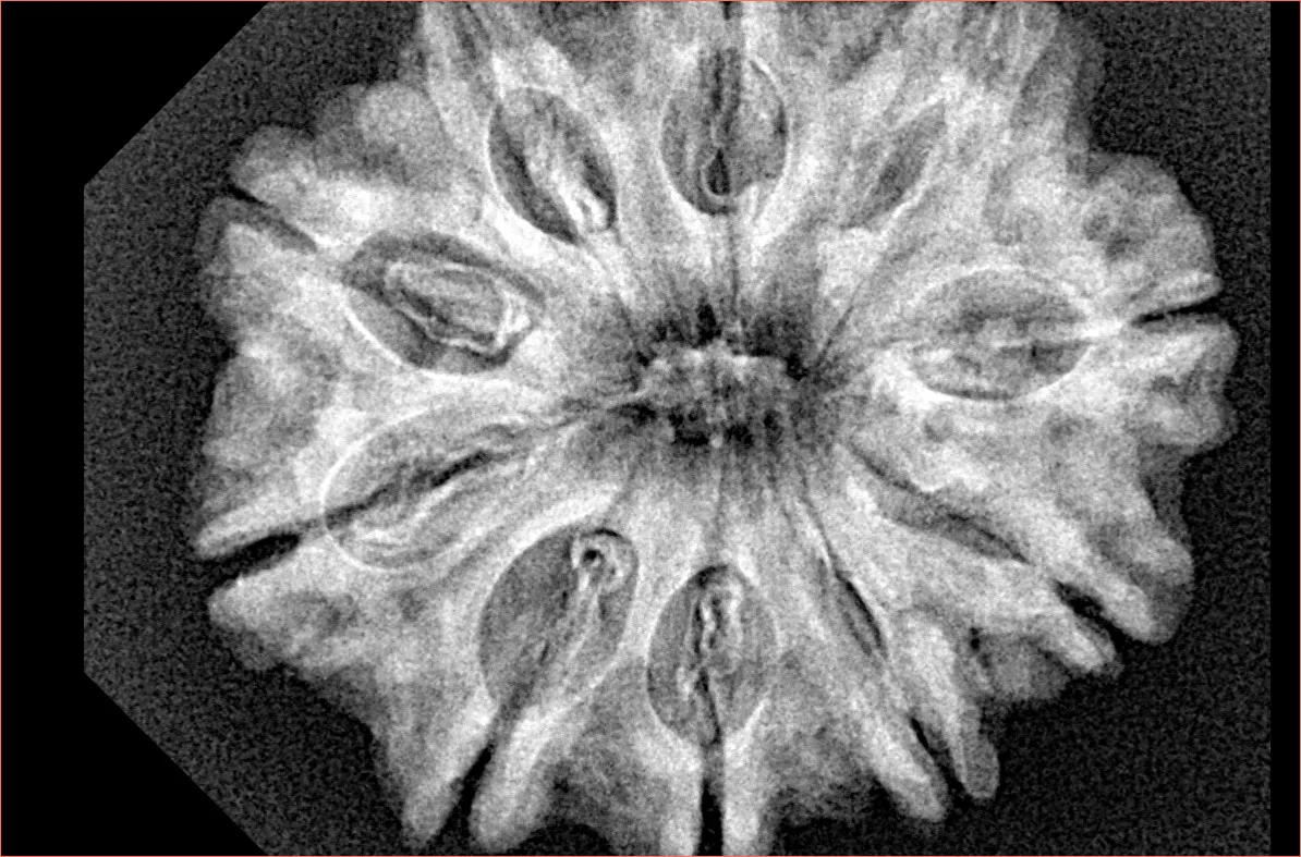 10 Mukhi Rudraksha 31.1mm 6.2gm - Xray