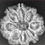8 Mukhi Rudraksha 25.1mm 4.22gm - Xray