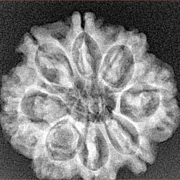 8 Mukhi Rudraksha 25.1mm 4.22gm - Xray