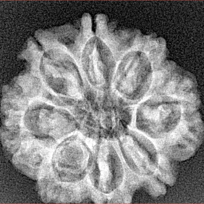 8 Mukhi Rudraksha 25.1mm 4.22gm - Xray