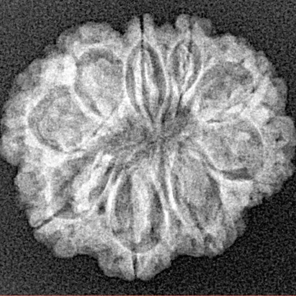 9 Mukhi Rudraksha 22.6mm 2.78gm - Xray
