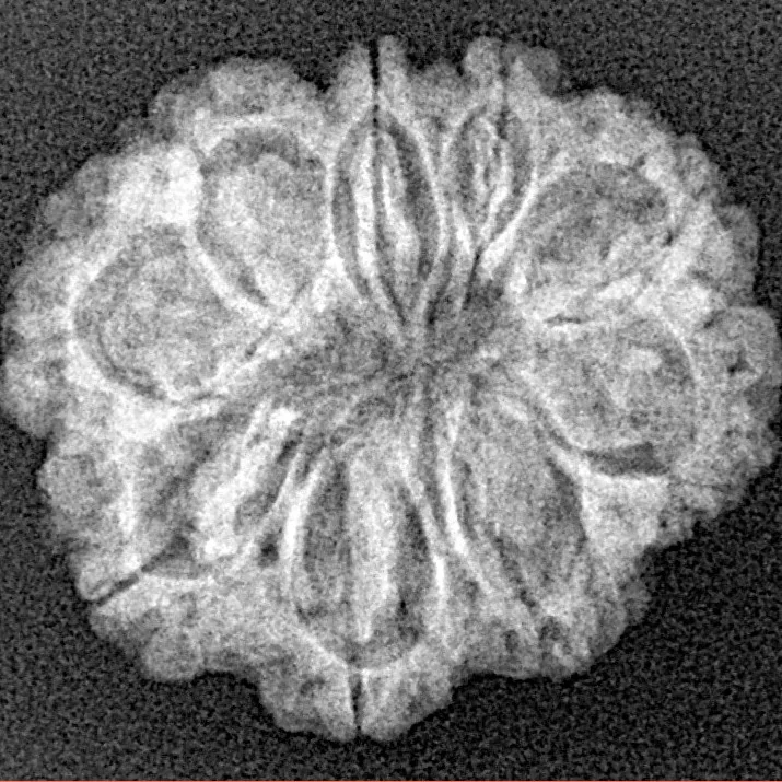9 Mukhi Rudraksha 22.6mm 2.78gm - Xray