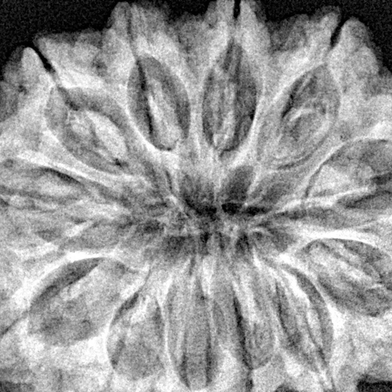 12 Mukhi Rudraksha 34.7mm 8.35gm - Xray