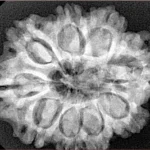 9 Mukhi Rudraksha 29.3mm 5.86gm - Xray