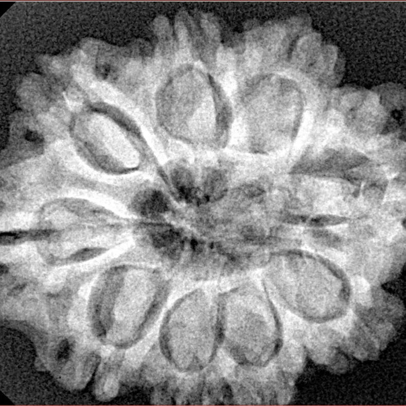 9 Mukhi Rudraksha 29.3mm 5.86gm - Xray