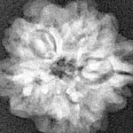 1MK(Underdeveloped) 19.6mm 2.5gm - Xray