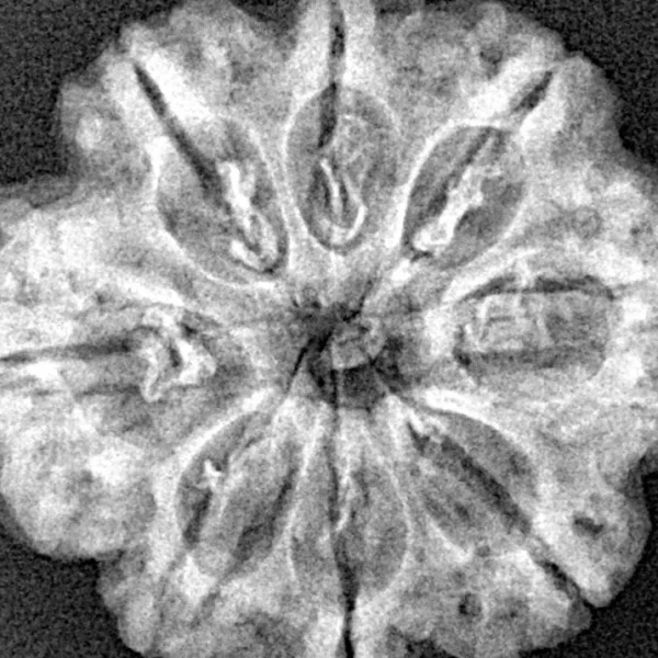8 Mukhi Rudraksha 26.9mm 4.99gm - Xray