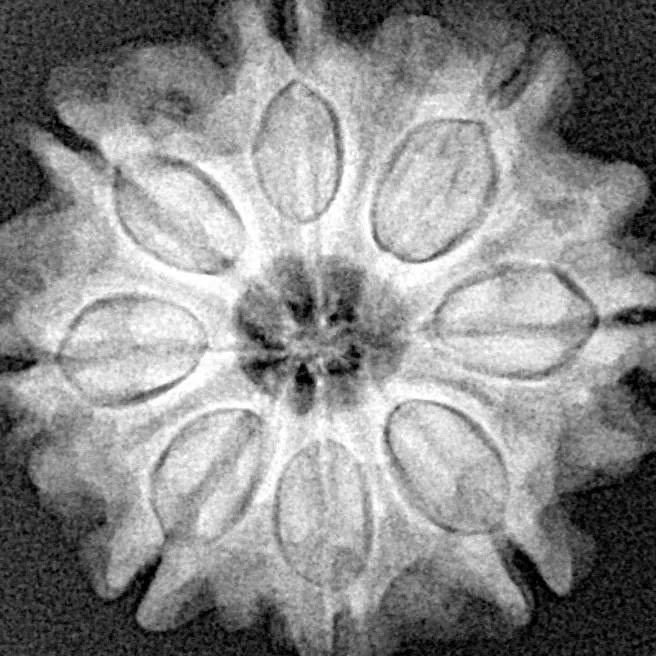 8 Mukhi Rudraksha 23.3mm 3.91gm - Xray