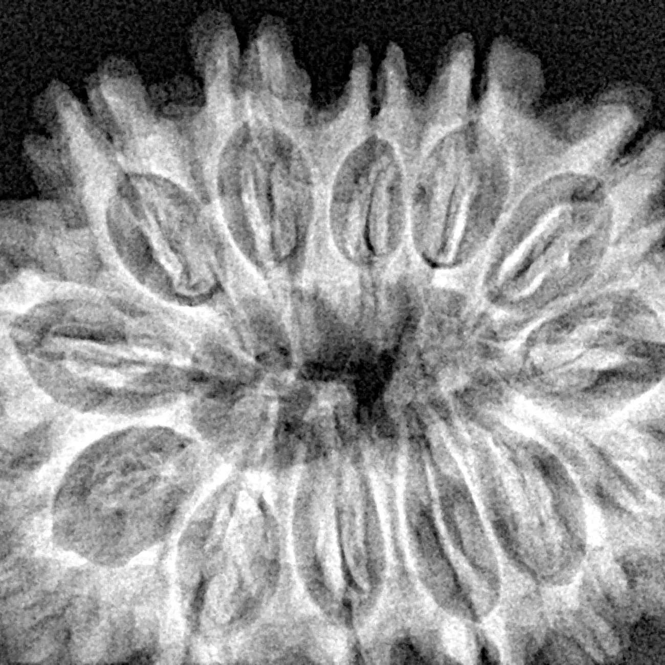 13 Mukhi Rudraksha 32.5mm 6.4gm - Xray