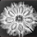 9 Mukhi Rudraksha 26.8mm 5gm - Xray