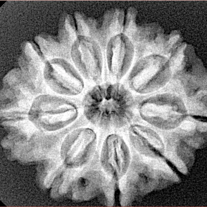 9 Mukhi Rudraksha 26.8mm 5gm - Xray
