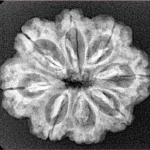 8 Mukhi Rudraksha 25.3mm 3.68gm - Xray