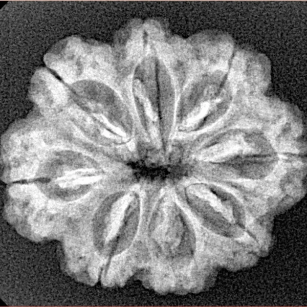 8 Mukhi Rudraksha 25.3mm 3.68gm - Xray