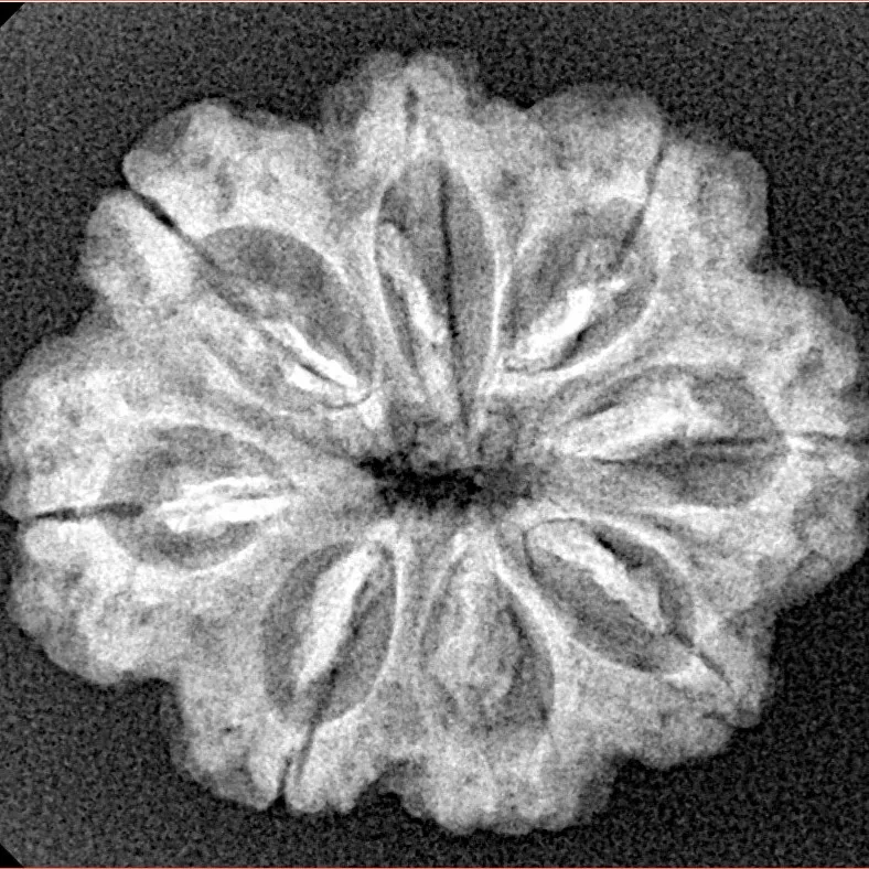 8 Mukhi Rudraksha 25.3mm 3.68gm - Xray