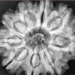 9 Mukhi Rudraksha 30.2mm 7.55gm - Xray