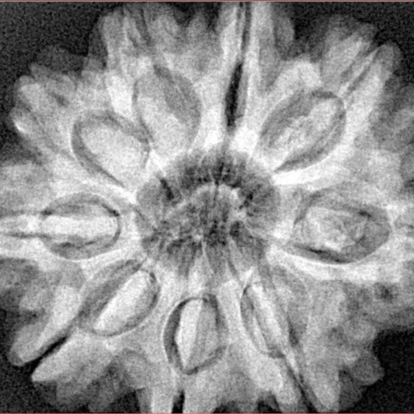9 Mukhi Rudraksha 30.2mm 7.55gm - Xray