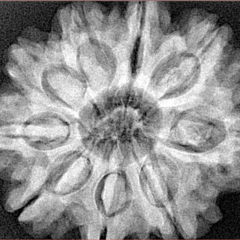 9 Mukhi Rudraksha 30.2mm 7.55gm - Xray