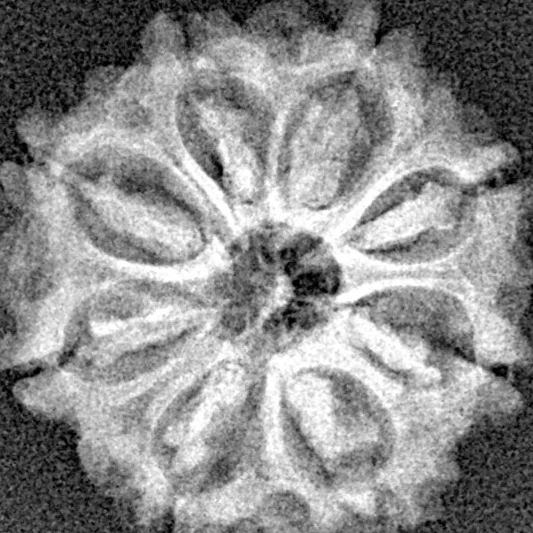 8 Mukhi Rudraksha 21.3mm 2.49gm - Xray